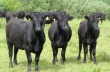Поголовье крупного рогатого скота сократилось в сельскохозяйственных организациях Иркутской области