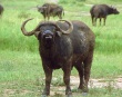 Правительство Армении намерено усложнить процедуру импорта буйволиного мяса