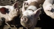 Российская свинина упала в цене на 20% впервые за последние шесть лет