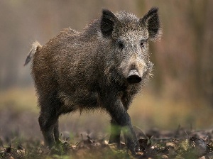 Воронежские охотпользователи будут вести мониторинг распространения АЧС и птичьего гриппа