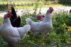 Второкурсник «Назарбаев Университета» придумал новый вид куриного корма