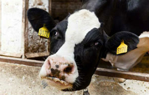 "Союзмолоко": в России не существует никакой системы учета сельхозживотных