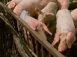 В Ивановской области обнаружен вирус африканской чумы свиней