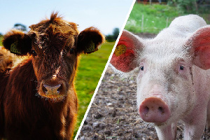 Жителям Приамурья власти рекомендуют держать не свиней, а коров