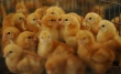 Суд отклонил все претензии по продаже «Челябинской птицефабрики»