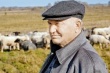 Агрокомплекс Лужкова решил разводить "военную" овцу