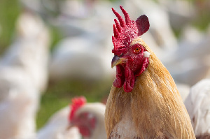 "Тимашевская птицефабрика" планирует сменить собственника и нарастить объемы производства