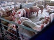 Цена на свиней с начала года выросла на 10 %