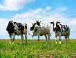 Агропромышленная группа «Молочный продукт» отмечает День работника сельского хозяйства