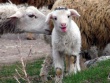 В Хакасии увеличивается поголовье мелкого рогатого скота