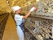 Курица по зернышку клюет
