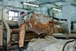 Россия введет запрет на вывоз кожевенного сырья