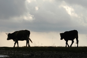 В Астраханской области гуляющих по дорогам коров отправят на мясо