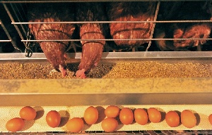 Россельхознадзор: яйца птицефабрики "Томская" могут быть опасны для здоровья