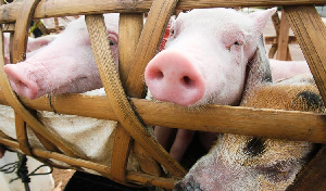 В Китае подскочили цены на живых свиней