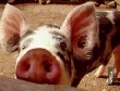 Дирекция «Омского Бекона» запрещала своим работникам содержать свиней