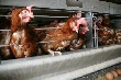 На Кубани банкротятся птицефабрики