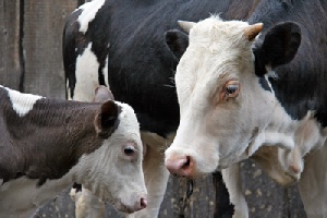 В Беларуси утвержден перечень сельхозкультур, скота и птицы, подлежащих обязательному страхованию с господдержкой в 2015 году