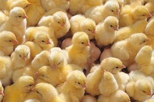 Предприятия АПК Свердловской области регистрируют помет как продукцию