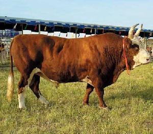 В Сахалинскую область намерены поставлять коров из Калмыкии