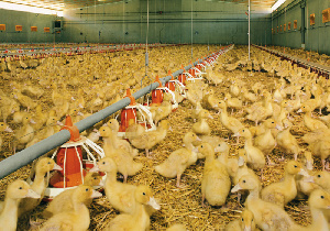 Производство утки к 2024 году может вырасти до 65 тысяч тонн