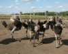Горячий Ключ отправит на «Кубанскую ярмарку - 2011» коров, страусов и кроликов