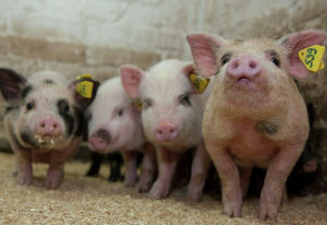Россельхознадзор ввел временный запрет на ввоз живых свиней из ряда стран