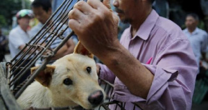 В Китае запретят употреблять в пищу собак, кошек, летучих мышей и панголинов