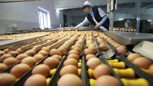 В яйцах птицефабрики «Томская» антибиотиков не обнаружено