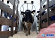 В Китай доставлены первые импортированные из Чили живые коровы