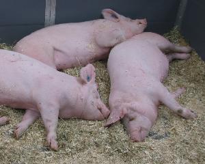 «Мерси Трейд» уничтожит 22 тысячи свиней из-за ящура