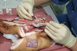 В Калининградской области из-за африканской чумы свиней усилен ветеринарный контроль