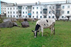 Уральский чиновник решил приструнить коров Верхотурья вместе с их хозяевами