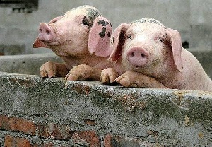В Орловской области ввели карантин по африканской чуме свиней