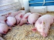 Больные свиньи будут уничтожены? Или съедены? Больные свиньи будут уничтожены? Или съедены?