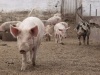 Колыма может лишиться собственной свиноводческой продукции