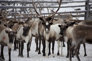  На Ямале почти 30% оленьего поголовья привили от сибирской язвы 