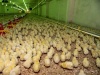 Птицефабрика «Новгородская» продолжает расплачиваться с долгами