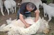 В Казахстане массовая гибель коз и овец