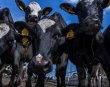 В каждом втором районе Кубани сократилось поголовье скота