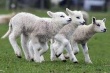 В частном хозяйстве Казахстана волки загрызли около сотни овец 