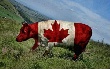 Канада отзывает говяжью продукцию 
