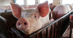 ИМИТ: уровень потребления свинины в Южном Китае восстанавливается