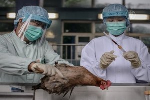 Страны ЕАЭС налаживают электронное взаимодействие по ветеринарным и фитосанитарным вопросам Страны ЕАЭС налаживают электронное взаимодействие по ветеринарным и фитосанитарным вопросам