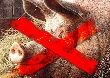 Вокруг коммерческих свинокомплексов Брянской области у частников свиней не будет