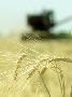 Минсельхоз подтвердил только половину заявленного регионами ущерба от засухи