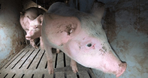 Тюменская область: племзавод «Юбилейный» накажут за антисанитарию на производстве