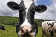 В мясомолочный комплекс Малгобекского района республики Ингушетия завезли 300 коров