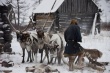 Ликвидировать последствия сибирской язвы на Ямале планируют до 1 сентября