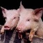 В 2011 году в Черноземье была произведена четверть всей отечественной свинины - эксперт